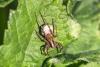 Pardosa sp.